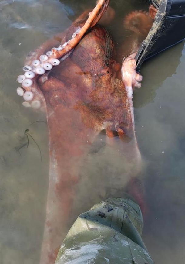 Young girl saved the life of a giant Pacific octopus stranded on beach - picture 2