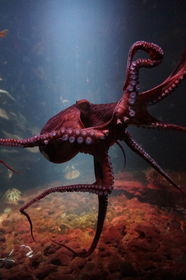 Young girl saved the life of a giant Pacific octopus stranded on beach - picture 3