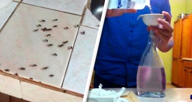 Your Kitchen Will Smell Amazing And Keep Flies Away, With THIS Simple Trick... - picture 2