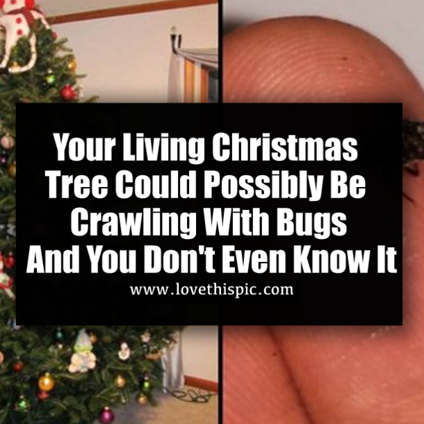 Your Living Christmas Tree Could Possibly Be Crawling With Bugs And You Don't Even Know It