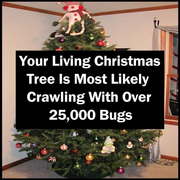 Your Living Christmas Tree Is Most Likely Crawling With Over 25,000 Bugs