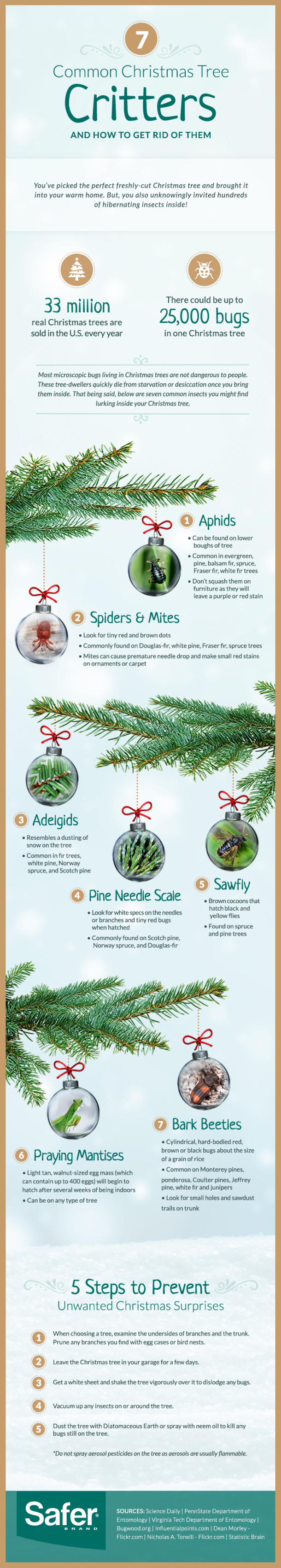 Your Living Christmas Tree Is Most Likely Crawling With Over 25,000 Bugs - picture 2
