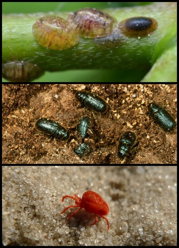 Your Living Christmas Tree Is Most Likely Crawling With Over 25,000 Bugs - picture 3
