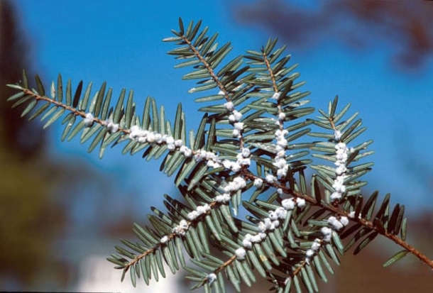 Your Living Christmas Tree Is Most Likely Crawling With Over 25,000 Bugs - picture 4