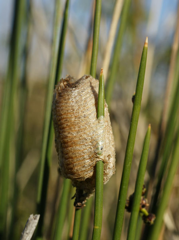 Your Living Christmas Tree Is Most Likely Crawling With Over 25,000 Bugs - picture 5