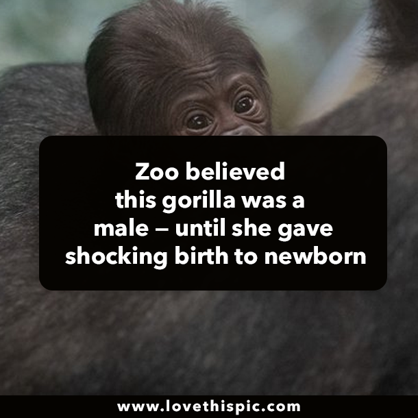 Zoo believed this gorilla was a male — until she gave shocking birth to newborn