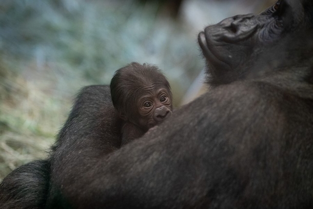 Zoo believed this gorilla was a male — until she gave shocking birth to newborn - picture 2