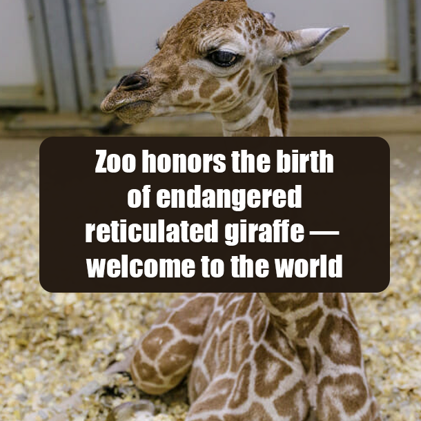 Zoo honors the birth of endangered reticulated giraffe — welcome to the world