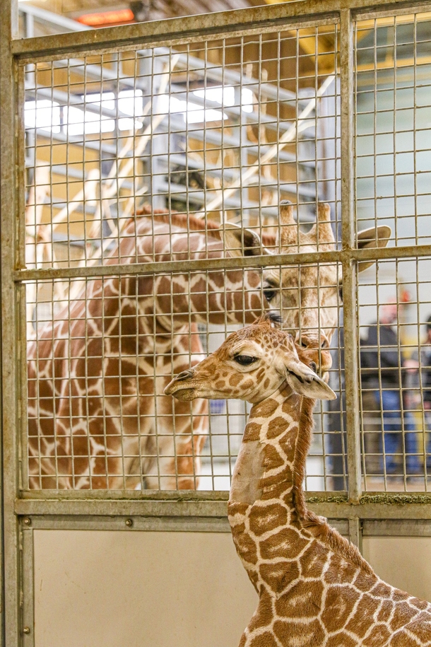Zoo honors the birth of endangered reticulated giraffe — welcome to the world - picture 3