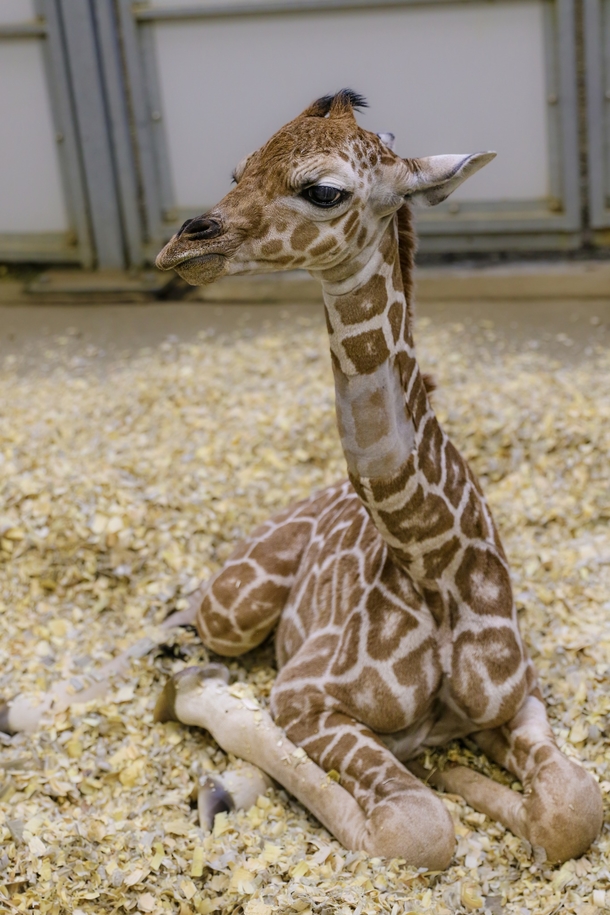 Zoo honors the birth of endangered reticulated giraffe — welcome to the world - picture 4