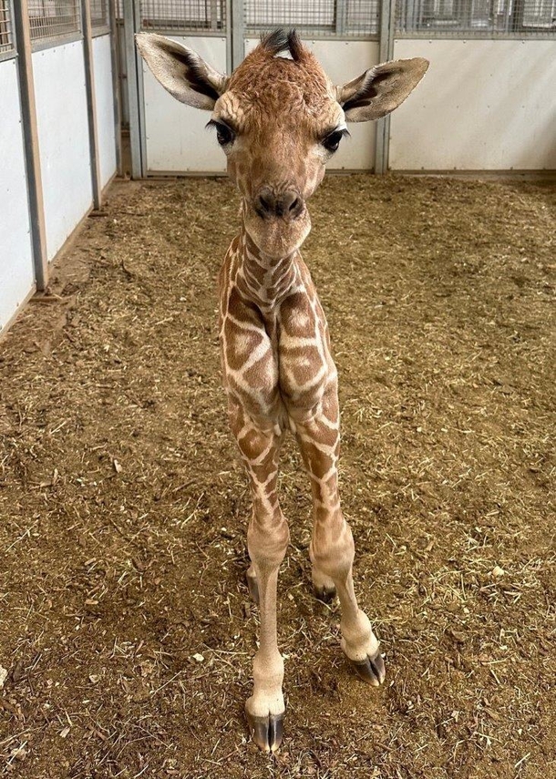 Zoo honors the birth of endangered reticulated giraffe — welcome to the world - picture 5