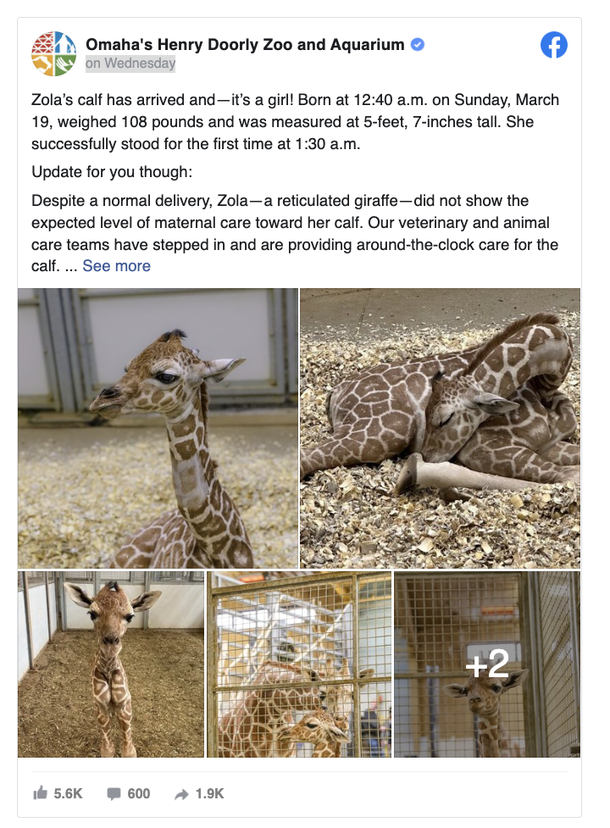Zoo honors the birth of endangered reticulated giraffe — welcome to the world - picture 6