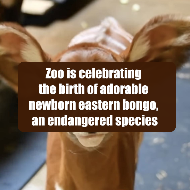 Zoo is celebrating the birth of adorable newborn eastern bongo, an endangered species