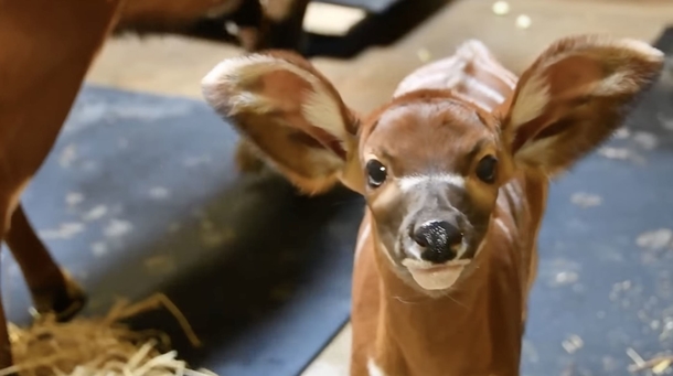 Zoo is celebrating the birth of adorable newborn eastern bongo, an endangered species - picture 2