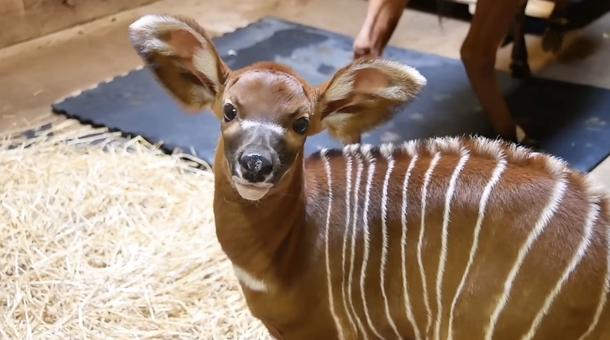 Zoo is celebrating the birth of adorable newborn eastern bongo, an endangered species - picture 3