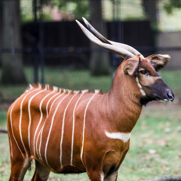 Zoo is celebrating the birth of adorable newborn eastern bongo, an endangered species - picture 4