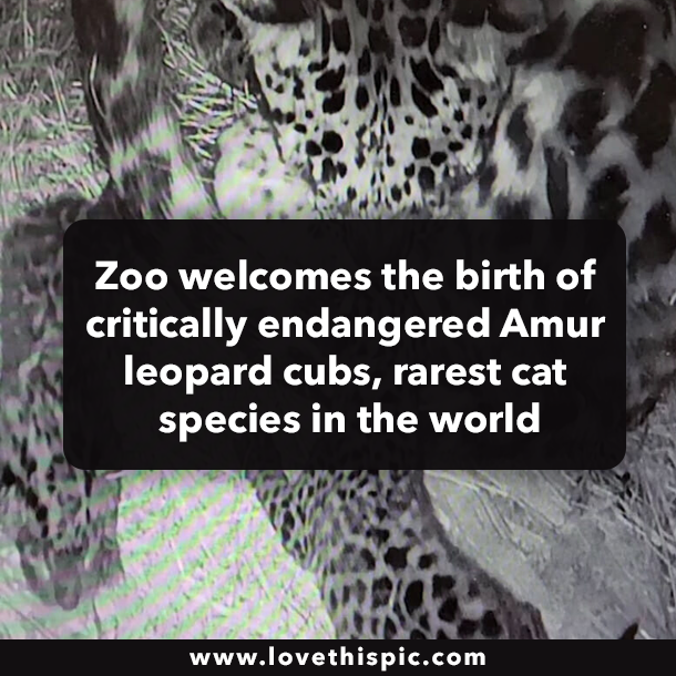 Zoo welcomes the birth of critically endangered Amur leopard cubs, rarest cat species in the world