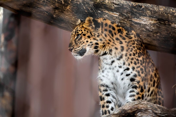Zoo welcomes the birth of critically endangered Amur leopard cubs, rarest cat species in the world - picture 2
