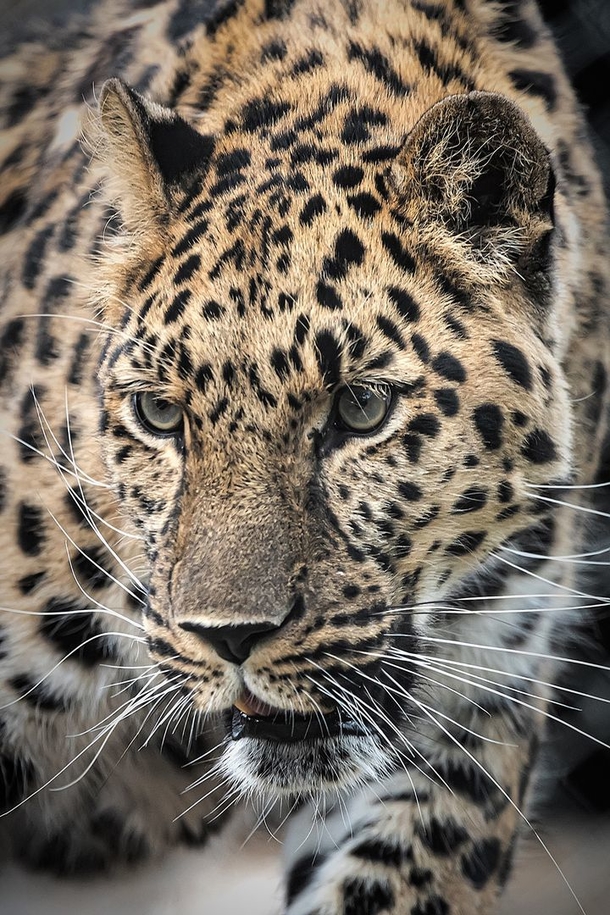 Zoo welcomes the birth of critically endangered Amur leopard cubs, rarest cat species in the world - picture 3