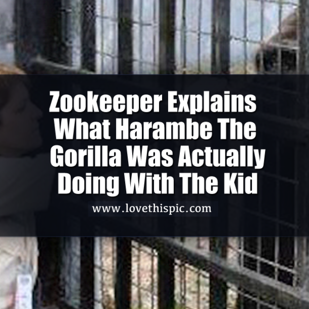 Zookeeper Explains What Harambe The Gorilla Was Actually Doing With The Kid