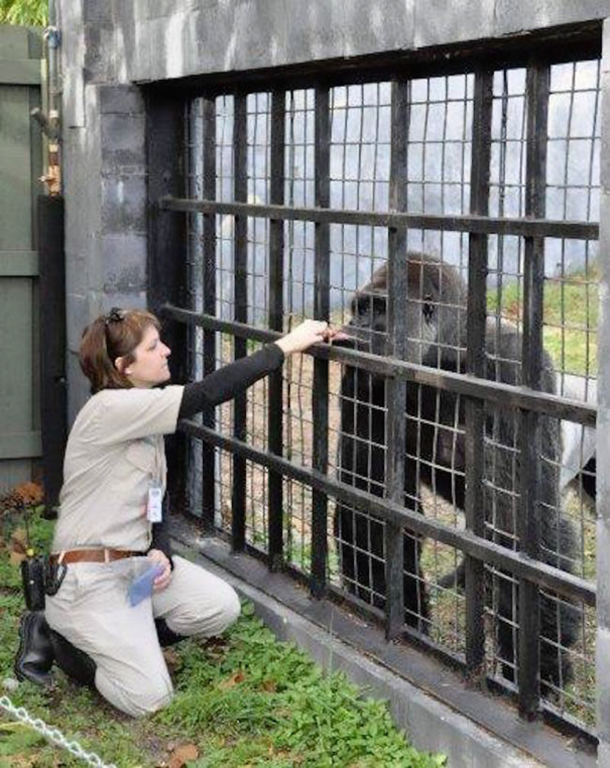 Zookeeper Explains What Harambe The Gorilla Was Actually Doing With The Kid - picture 2