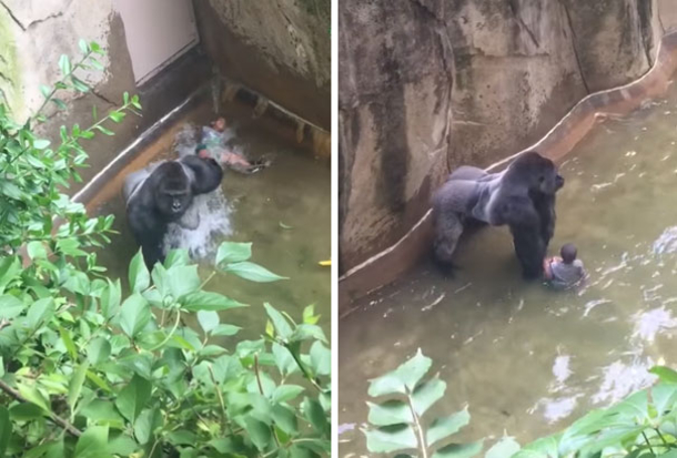 Zookeeper Explains What Harambe The Gorilla Was Actually Doing With The Kid - picture 3