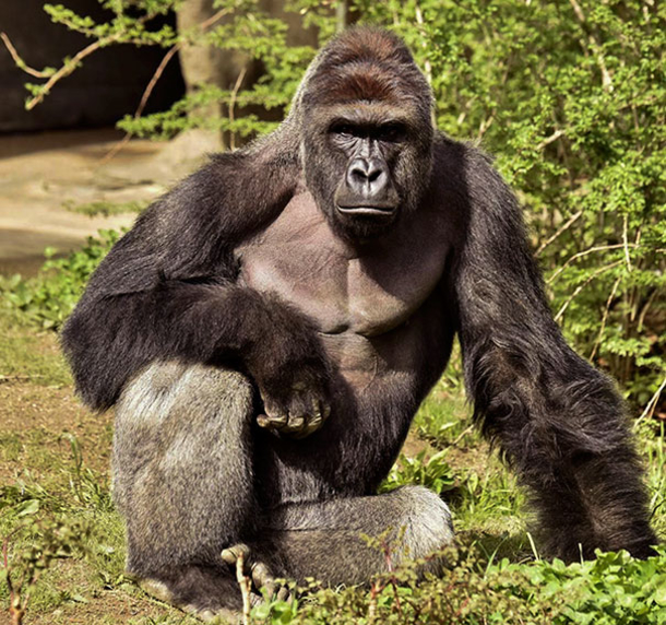 Zookeeper Explains What Harambe The Gorilla Was Actually Doing With The Kid - picture 4