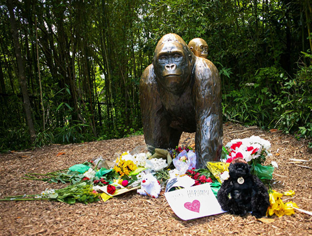 Zookeeper Explains What Harambe The Gorilla Was Actually Doing With The Kid - picture 5