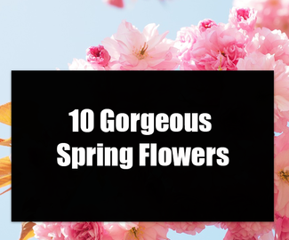10 Gorgeous Spring Flowers