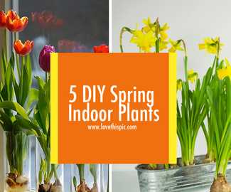 5 DIY Spring Indoor Plants
