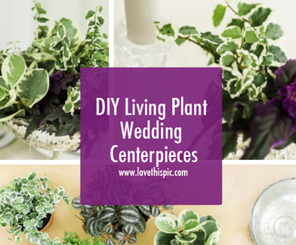 DIY Living Plant Wedding Centerpieces