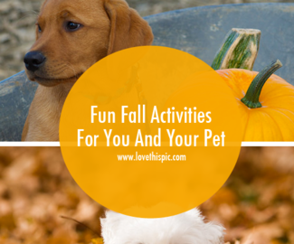 Fun Fall Activities For You And Your Pet