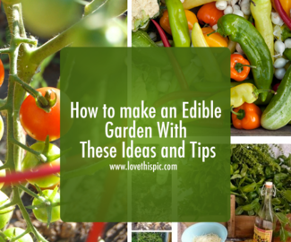 How to make an Edible Garden With These Ideas and Tips