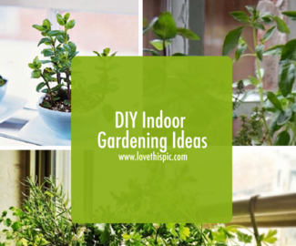 DIY Indoor Gardening Ideas