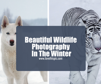 Beautiful Wildlife Photography In The Winter