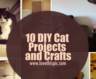 10 DIY Cat Projects and Crafts