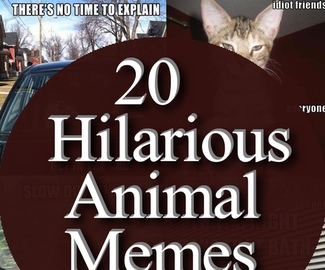 20 Hilarious Animal Memes