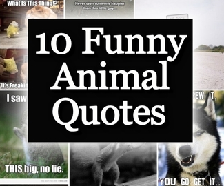 10 Funny Animal Quotes