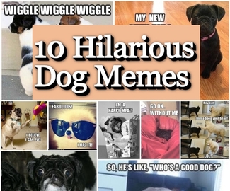 10 Funniest Dog Memes