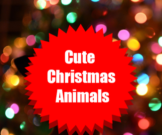 Cute Christmas Animals