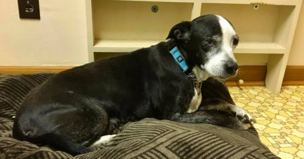 Grandpa wants vet to put his dog down because he doesn't want her anymore