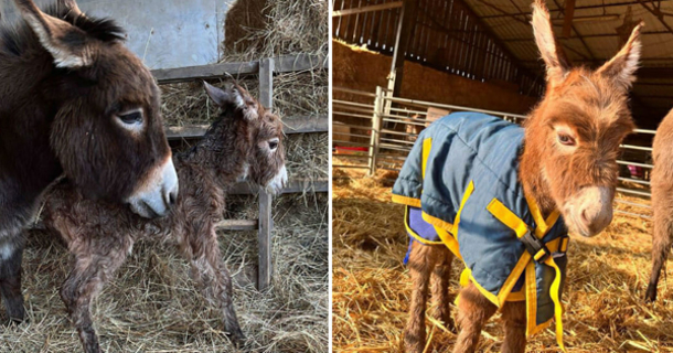 Distressed Mother donkey cries after her baby is stolen from farm ...