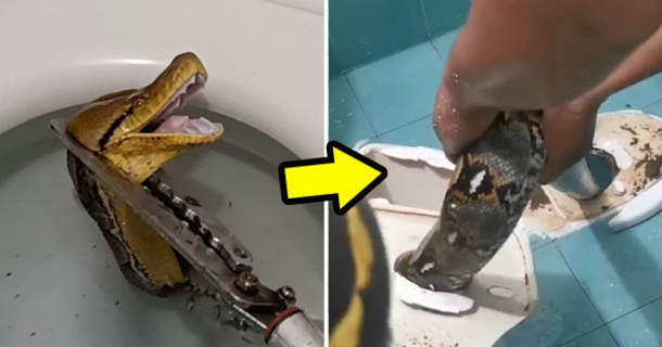 Large 12-foot python slithers through toilet, shocks homeowner