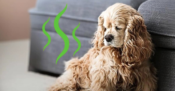 Got a Stinky Dog? Try These 5 Effective Home Remedies