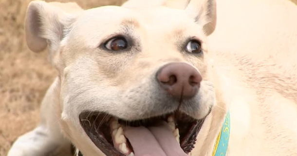 Everyday sweetener can be fatal to dogs