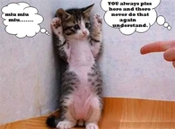 funny cats