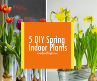 5 DIY Spring Indoor Plants