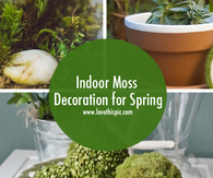 Indoor Moss Decoration for Spring