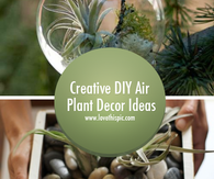 Creative DIY Air Plant Decor Ideas