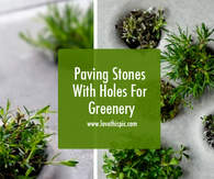 Paving Stones With Holes For Greenery